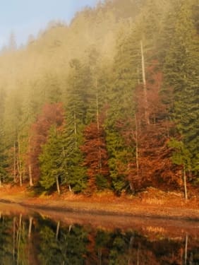 ugly_pic_beetle_kill