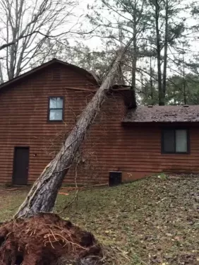 AKA-Tree-Emergencies